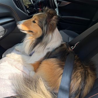 帰りの車に自ら乗り込みました。