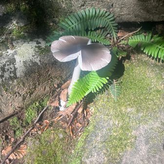 きのこ🍄‍🟫