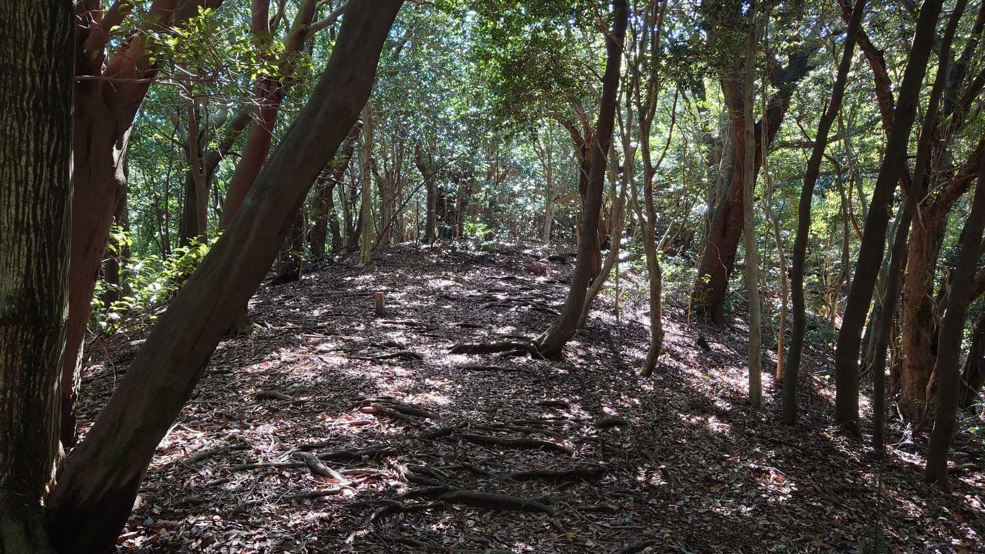 七曲峠-三国峠-九千部山 往復コースの写真
