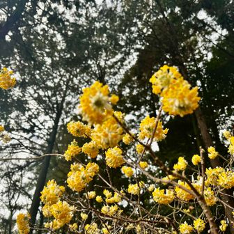 はじめて見るボンボン🌼見られてよかったー✨感謝🥹