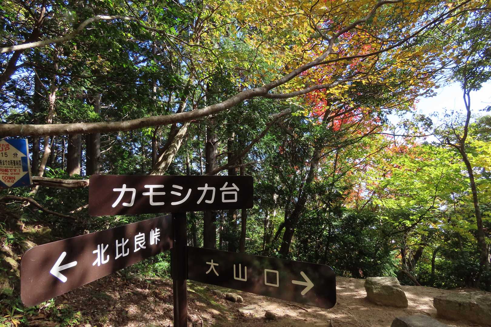 カモシカ台付近でも紅葉が楽しめます