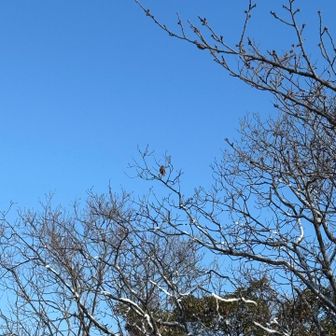 鳥‼️と思ったら葉っぱ😅