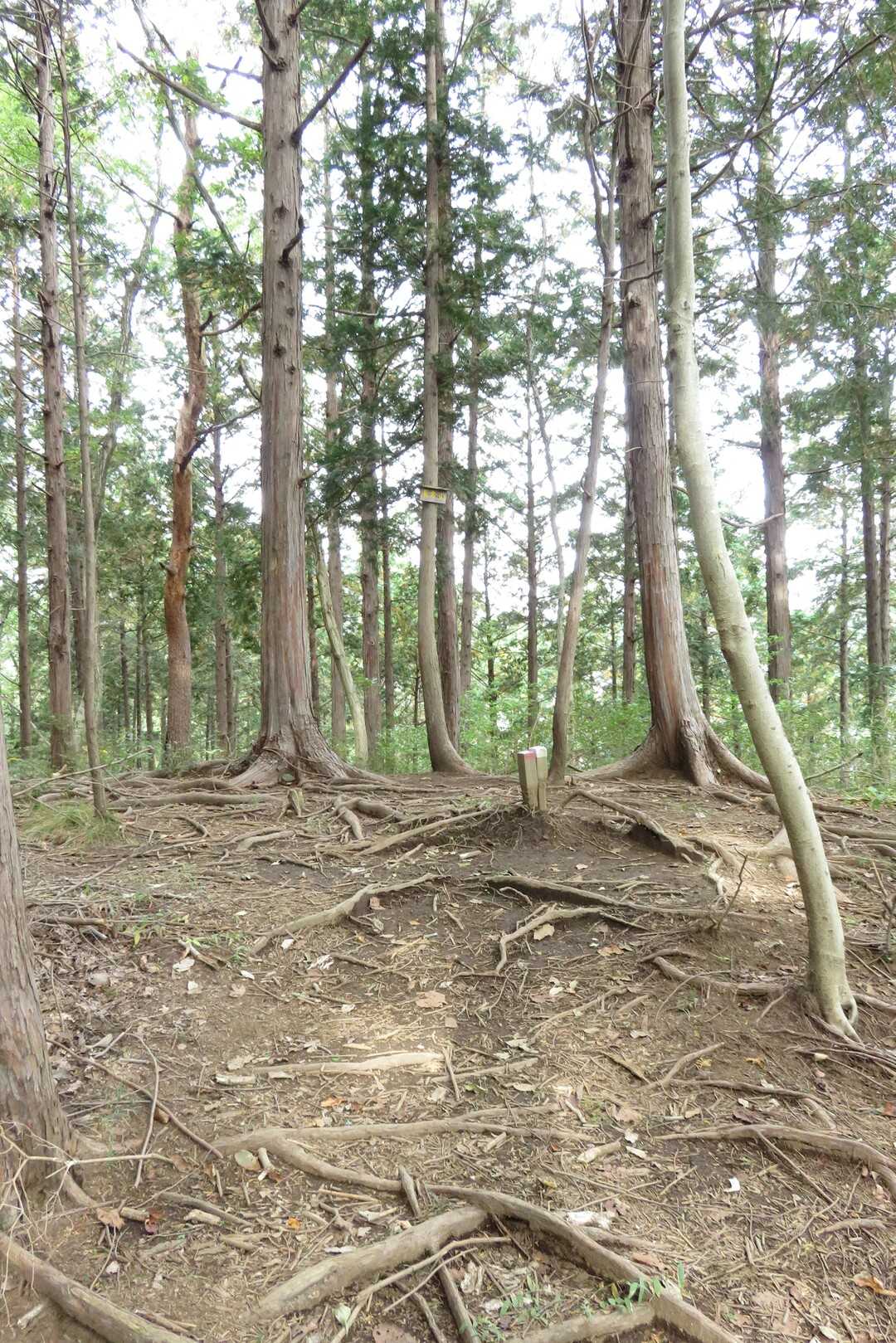 長倉山の写真