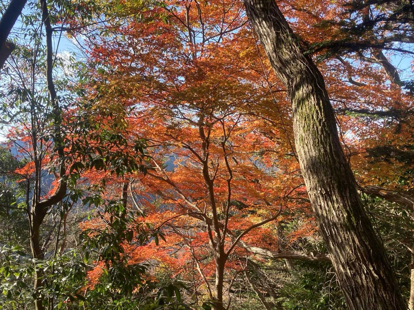 まだ紅葉が残っていました🍁