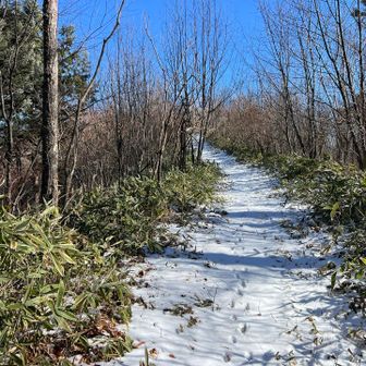 動物の足跡も山頂へ🐾
