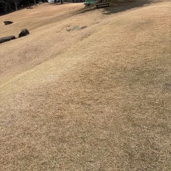 手入れの行き届いた芝生    ワンコの散歩禁止なのが残念
