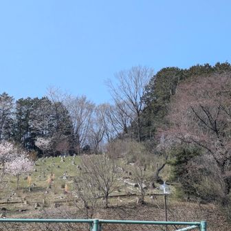駐車場から見える桜🌸
まだ満開手前