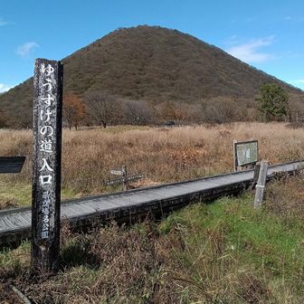 ゆうすげを散策する歩き組の17名とここで合流