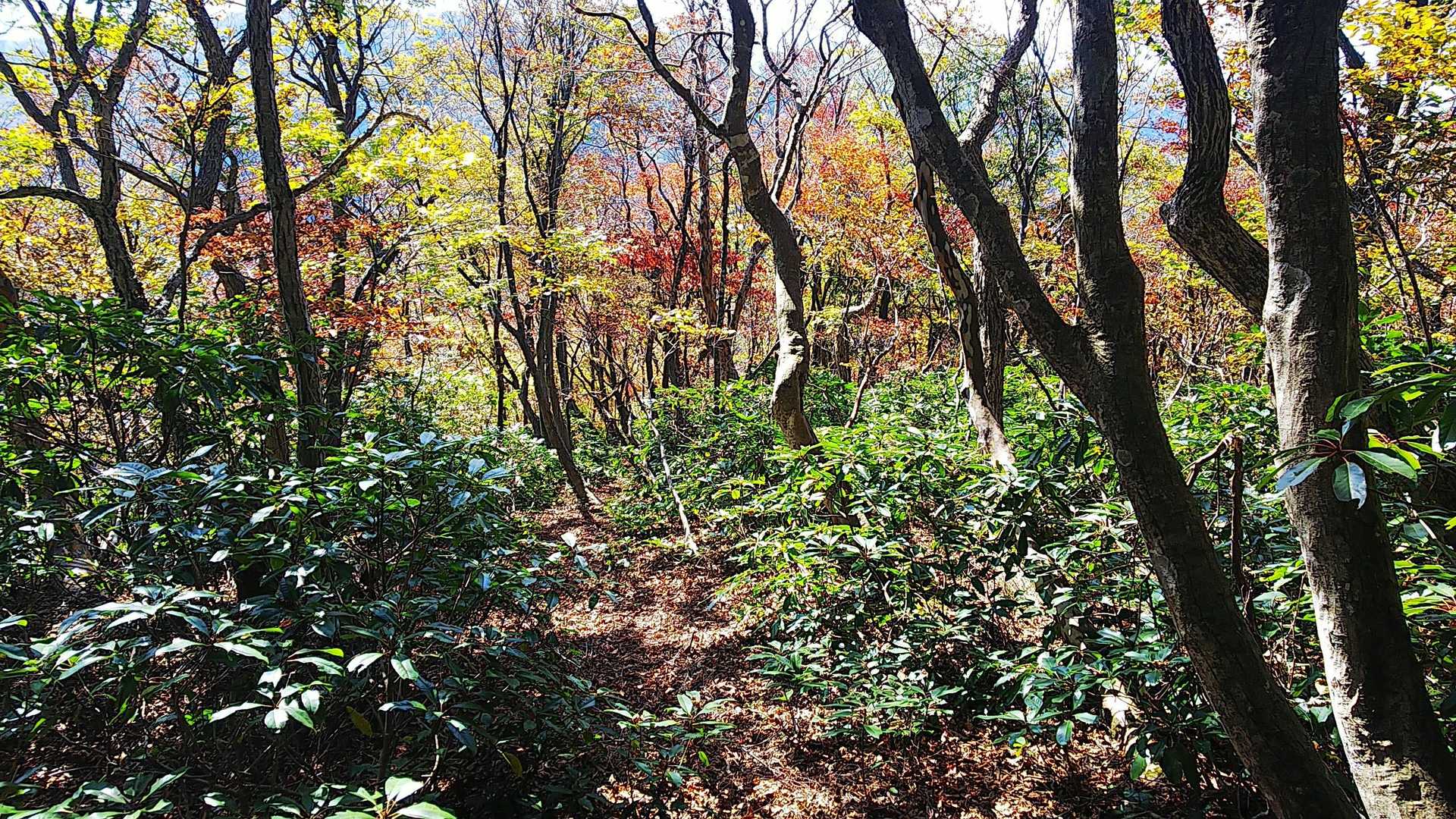 うわっ…登山道見えんくらい下に切れてるやん(-_-;)