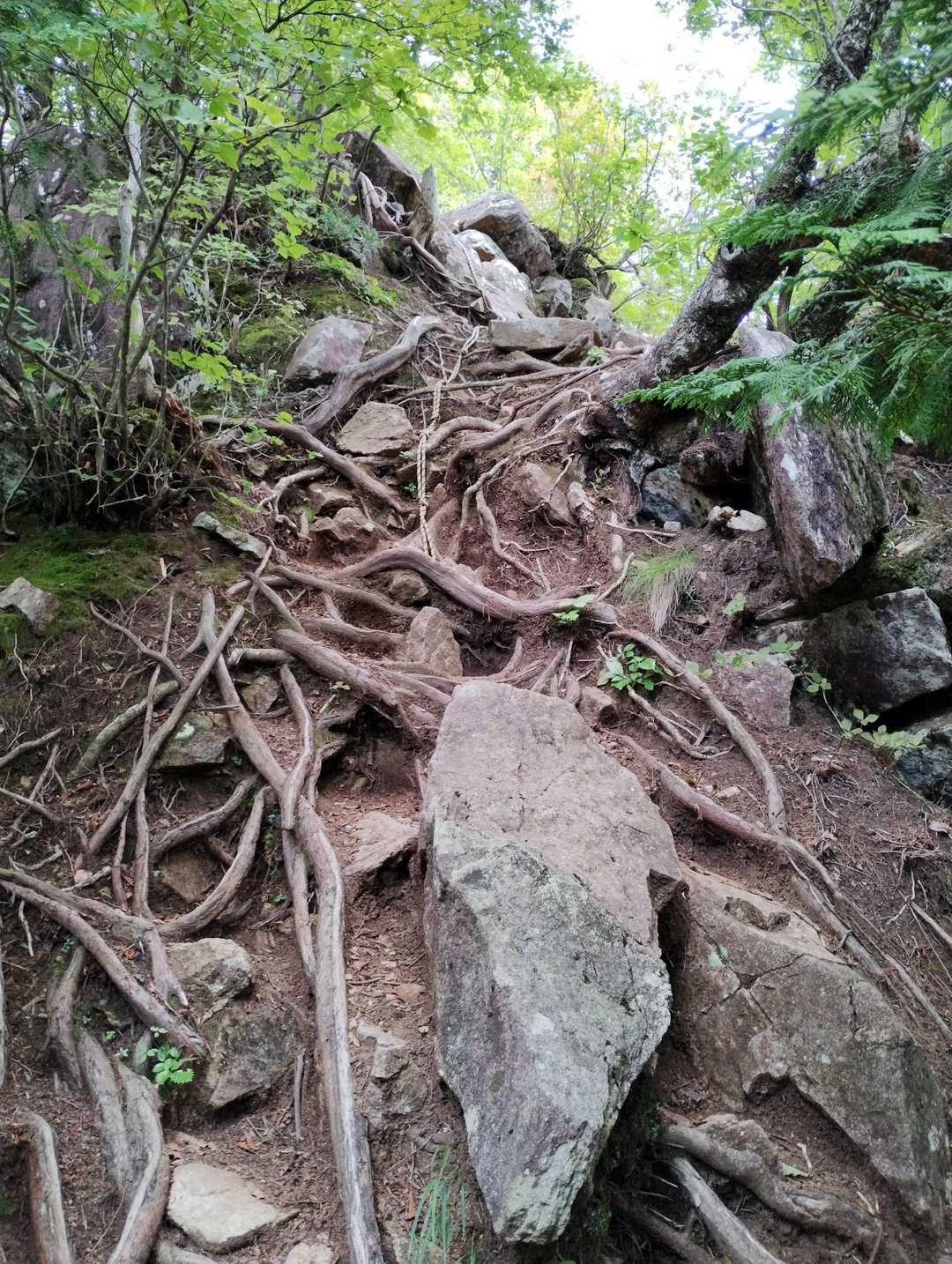 岩場の後は木の根の急登が待ったいました。