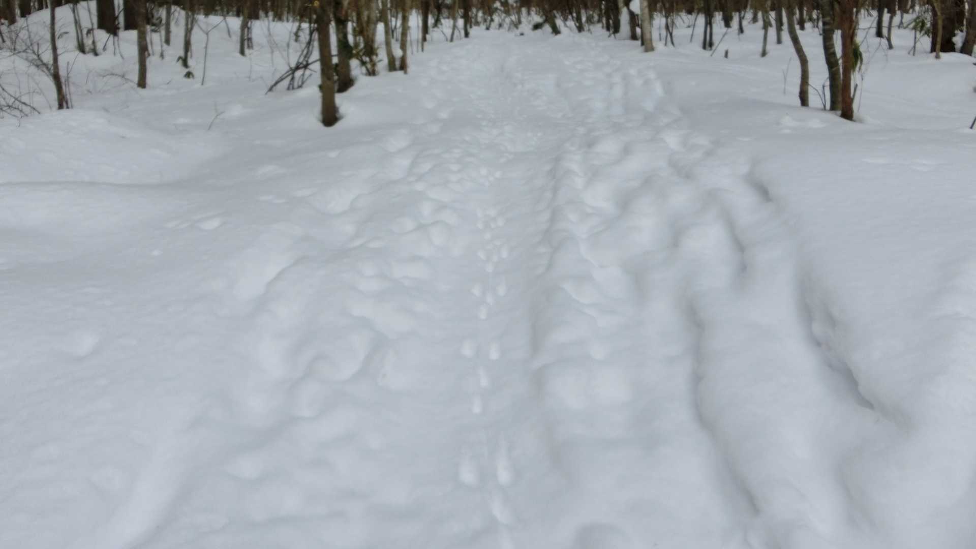 アニマルトレースが多数！うさぎ？カモシカ？ほんといっぱいあるので今日は何かと出会うかな？しかしこの先は雪面が堅いし、案外急な坂が続きましたー🤣軽アイゼン持ってくりゃよかった