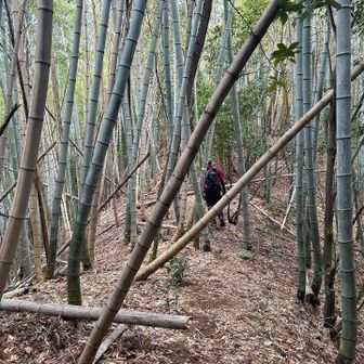 最後は竹林を抜けて