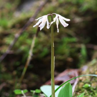 少し萎れたショウジョウバカマ