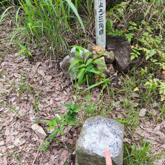 あっという間に山頂。
三角点はあるけど、標識なし又は見つけられず。