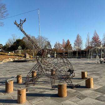 今日からライトアップが始まるそう