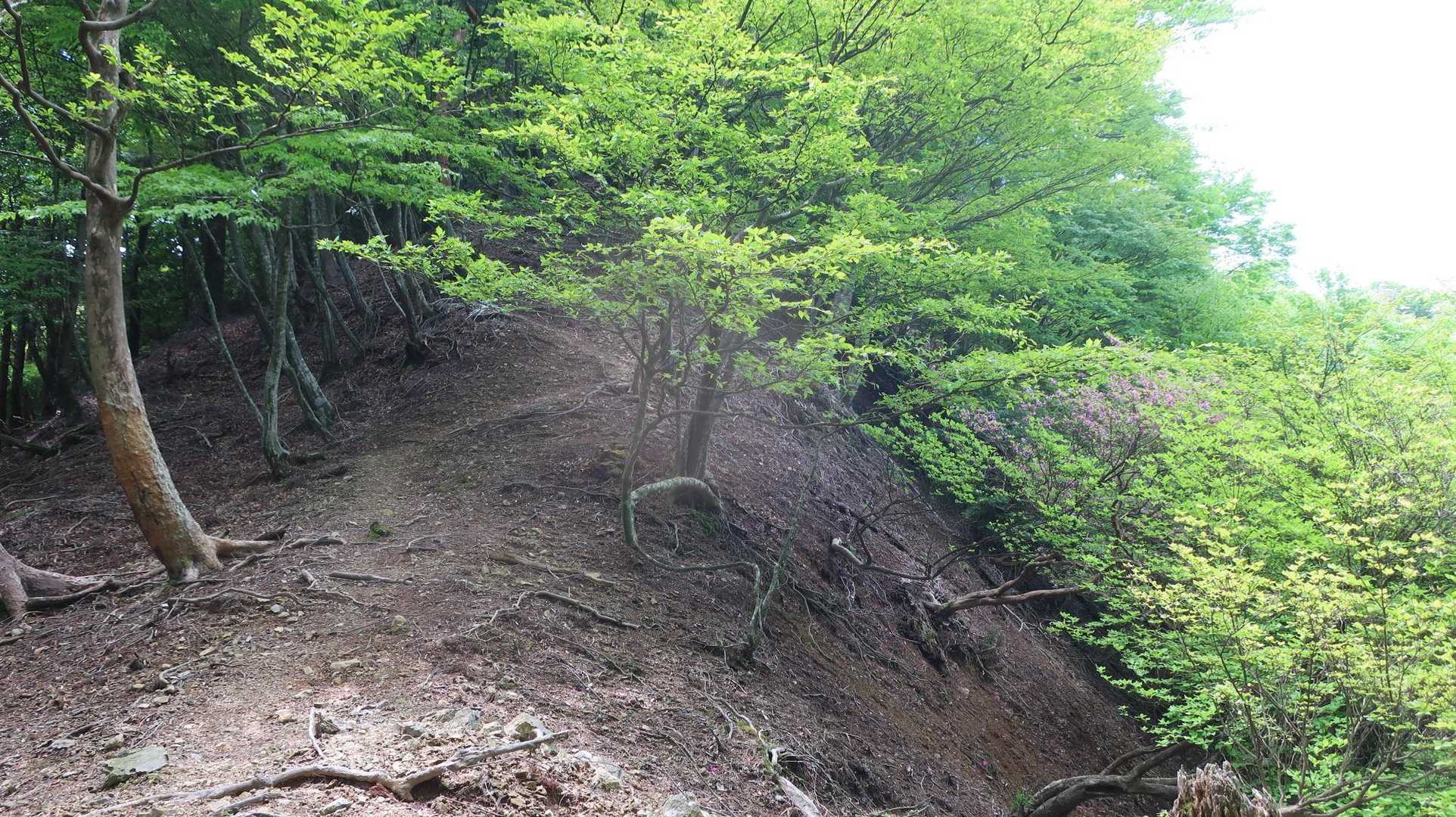 鴨猪新道登山口-天主の舞台-天主山 往復コースの写真