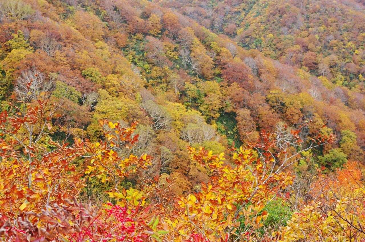 白毛門登山口-松ノ木沢ノ頭-白毛門-笠ヶ岳-大烏帽子-朝日 周回コースの写真