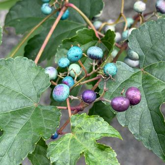 こちらはいつものノブドウ ( 野葡萄 ) の実🍇
もう終わりかけですが…

今年の１月は なかなかいいテンポでお山活動が始められたと思ったのに、
脚を傷めたり😓それが治ったと思ったら、なんやかやと忙しく💦 おまけに夏は暑すぎてへこたれ気味で……😅
本当に全然 YAMAP にたどりつけません。

なんとか、ボツボツ活動したいなぁ～と思っている今日この頃です😊
そんなこんなですが、
またよろしくお願いします🙇

今日もありがとうございました❣️