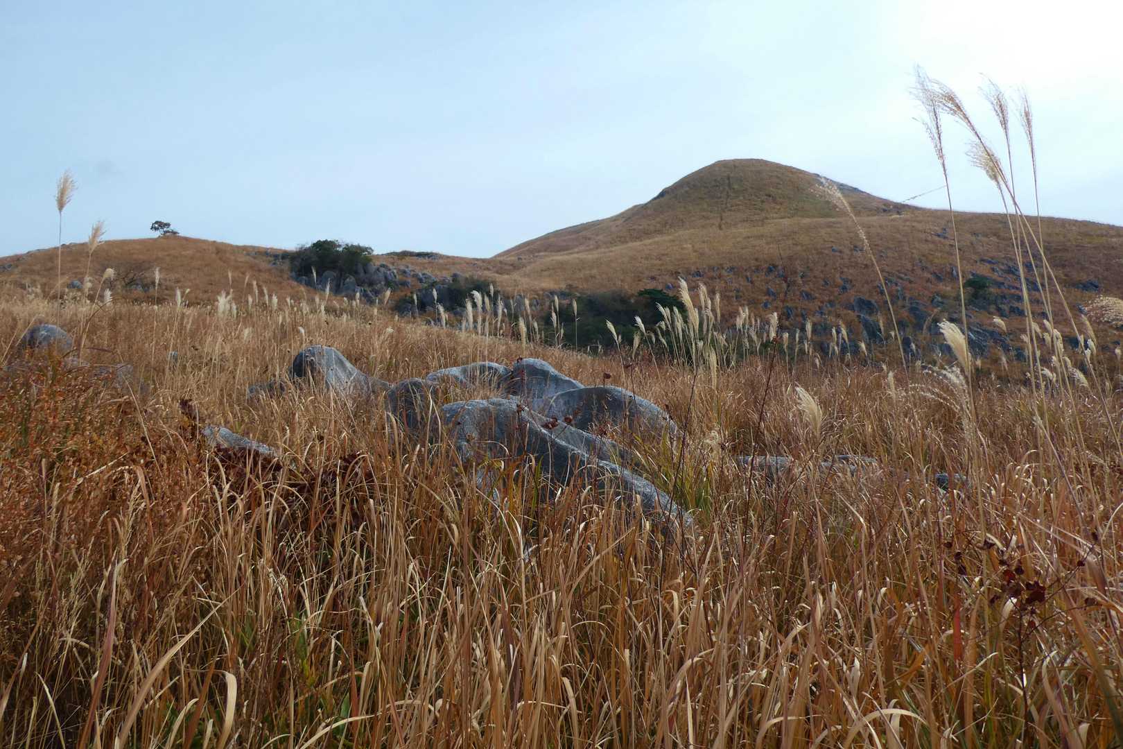🌾秋色平尾台