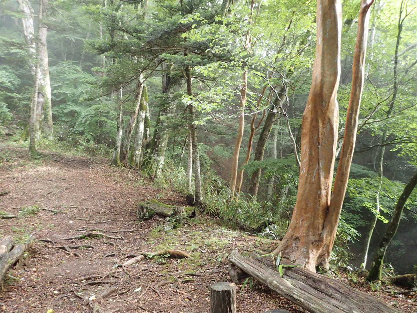 ヒメシャラの木
給水休憩