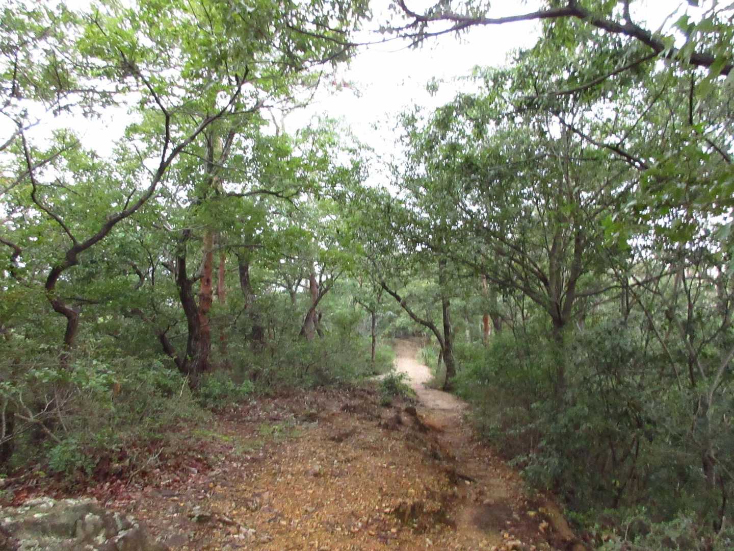 登山道[鏡岩展望台～明石山山頂]
