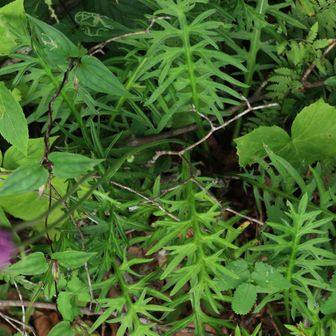 この葉特徴的だよね？棘はなかったよ
