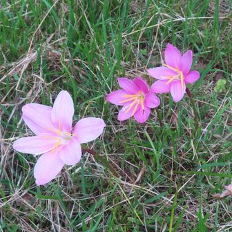 こんな所に綺麗な花が