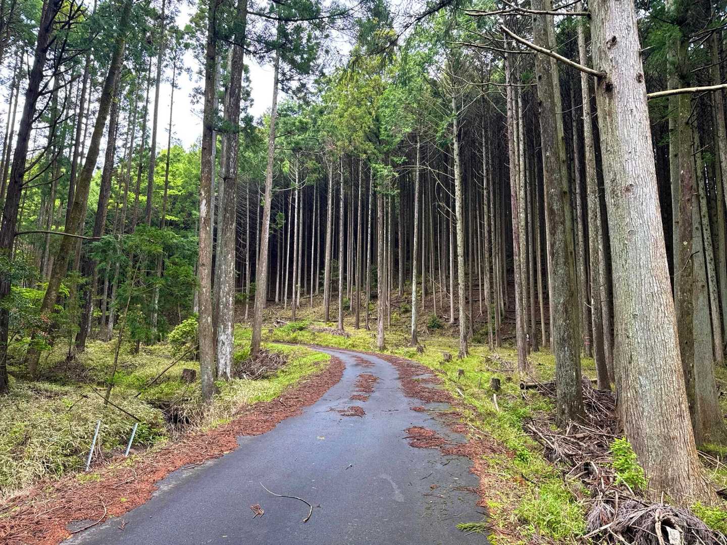骨折してから舗装道路は嫌いになりました。