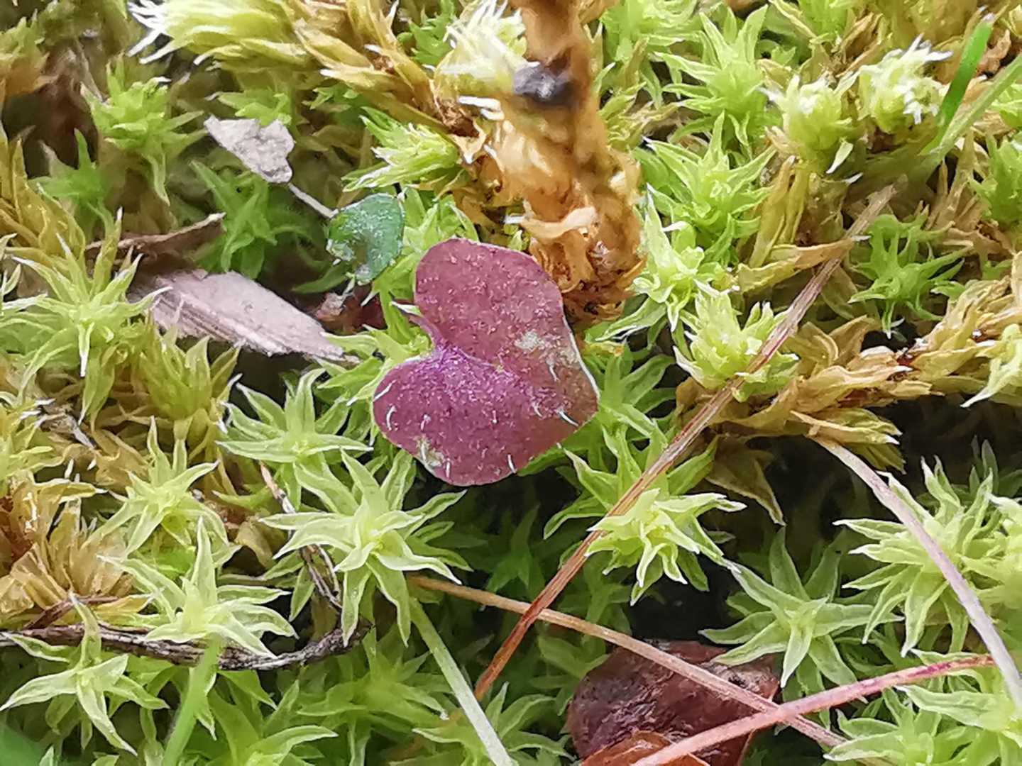 苔の葉