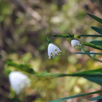 スノーフレーク