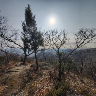 もう一つ山頂ですね
木の拡がりがいい感じ