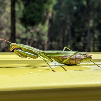 腹ぼてカマキリさん