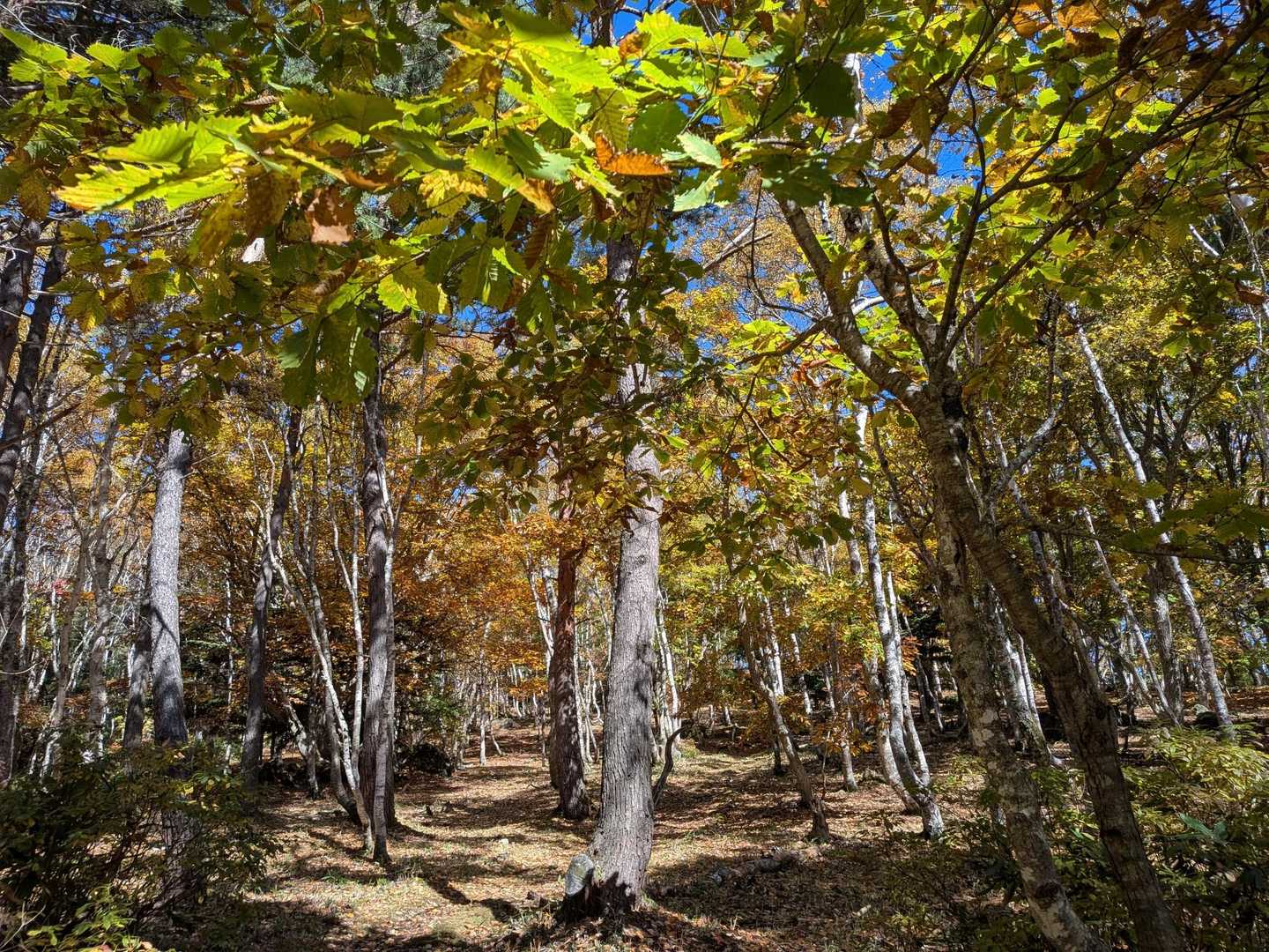 旭山 往復コースの写真