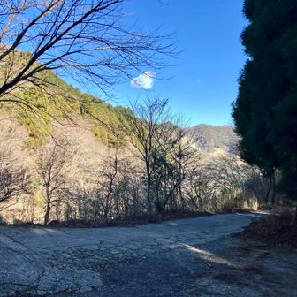 急に明るく開けてきた。杉林も終わったところに、左に上がる林道と合流して下る分岐があった。