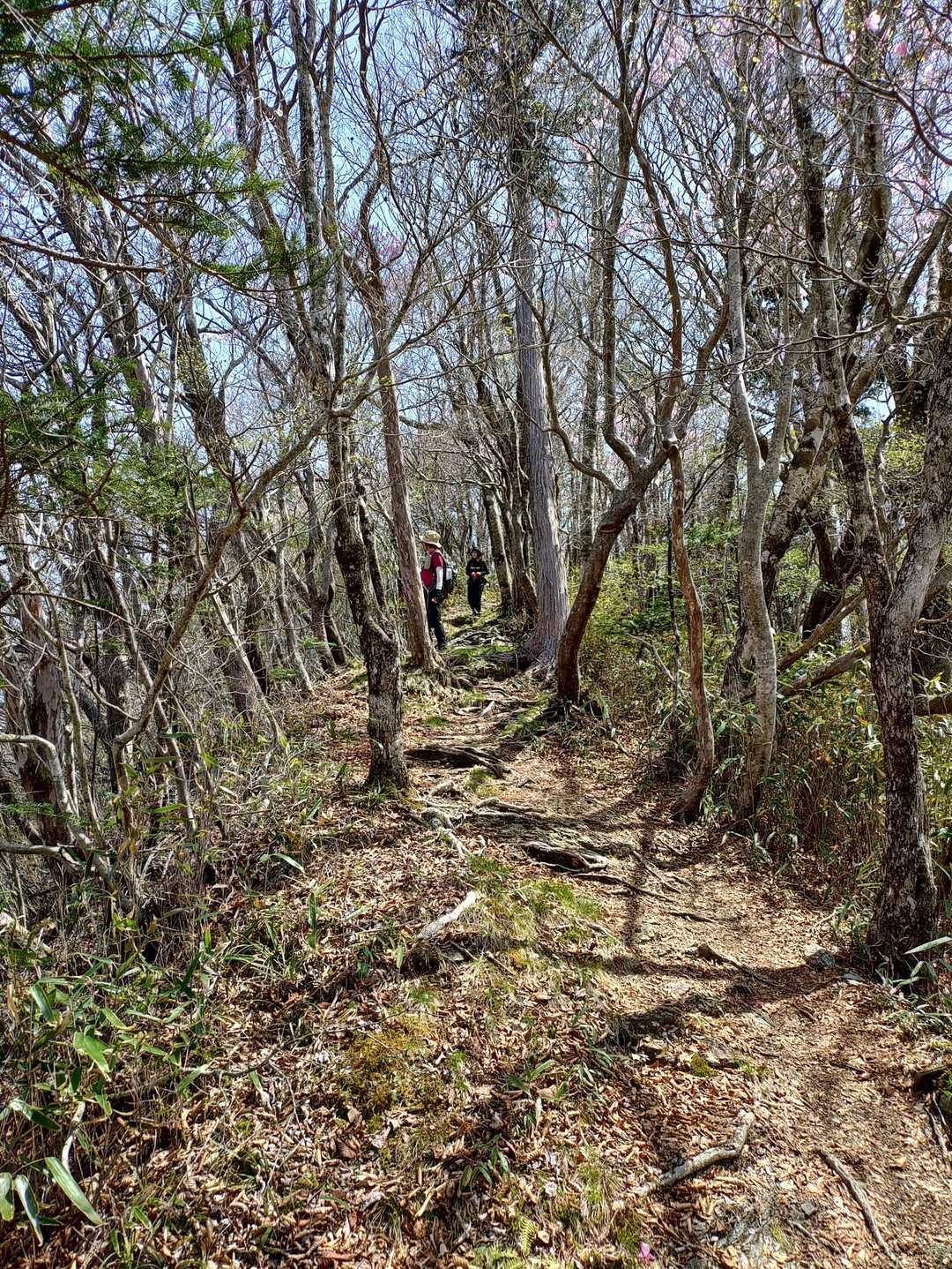 稲叢山 往復コースの写真