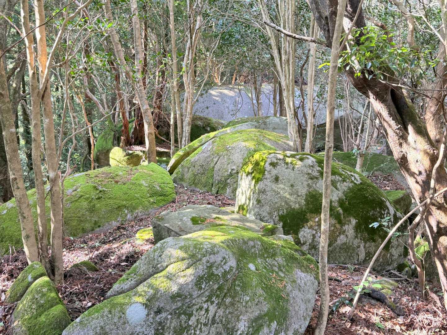 写真ては伝わらないけど

凄く大きな🪨🪨