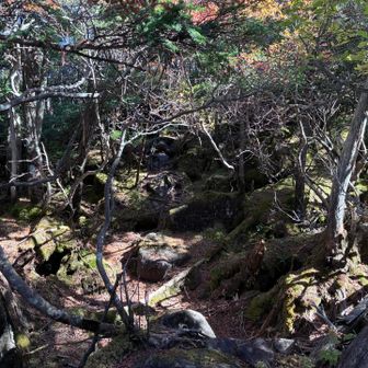 ピンクテープはあるものの、木や岩に阻まれて登山道は不明瞭。まるで秘境のような雰囲気で、これまで登った山の中でも一、二を争うワイルドな登山道😱

西平岳に向かう途中、ピンクテープを見失い、迷子に😓 必死に道を探し、ルートに復帰できた😮‍💨