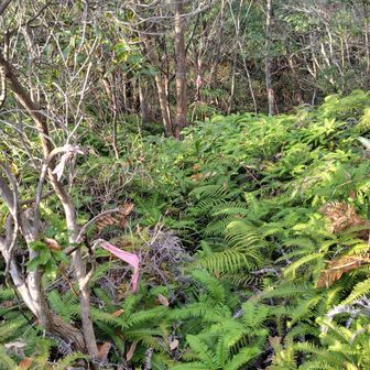 バリルートっぽいピンテがあるので下りてみました。
藪で足元が見えない急斜面はなかなかきつく途中で断念。
登り返す時、藪の中に隠れたロープありました。