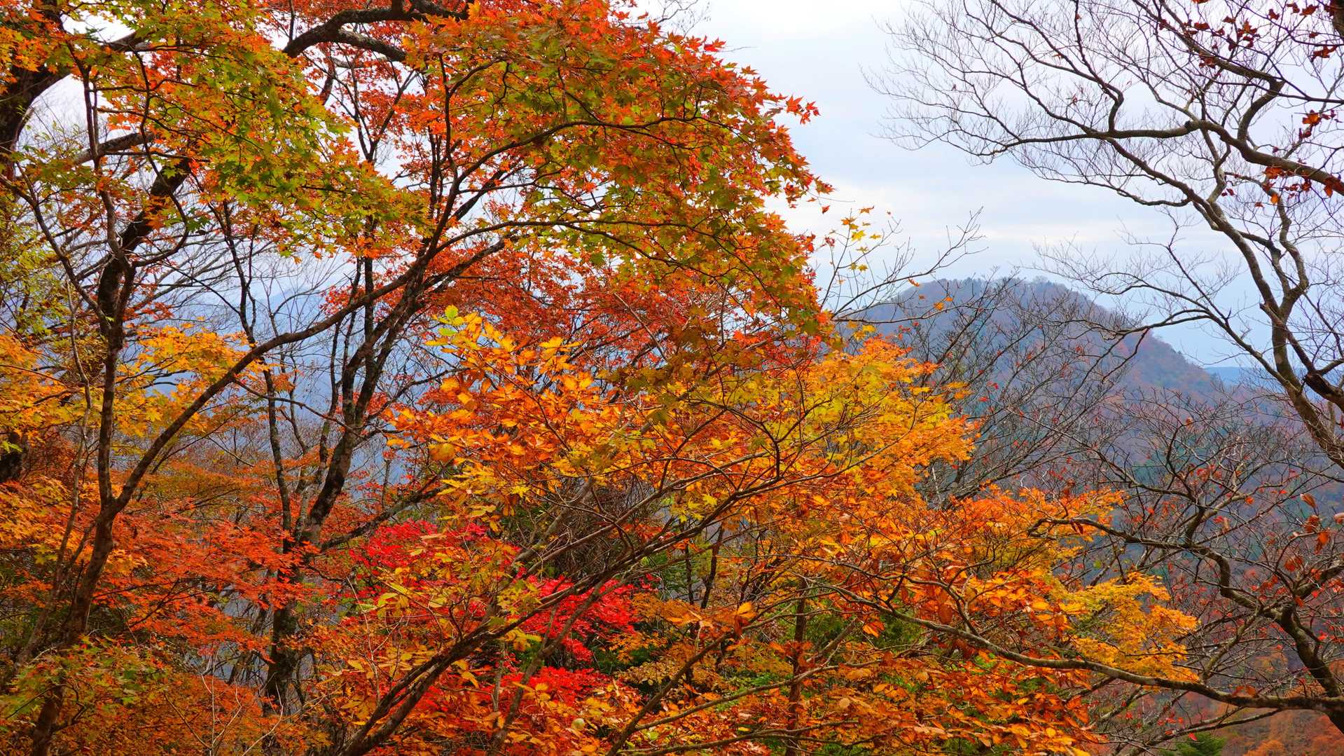 南東にポツンとそびえる箒沢権現山