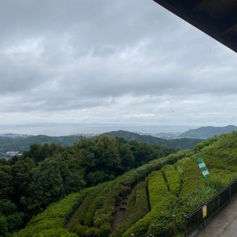 遠見山(展望ツツジ園地)③

展望台から、曇り空の渥美半島を望む
　☁️
　🏞️