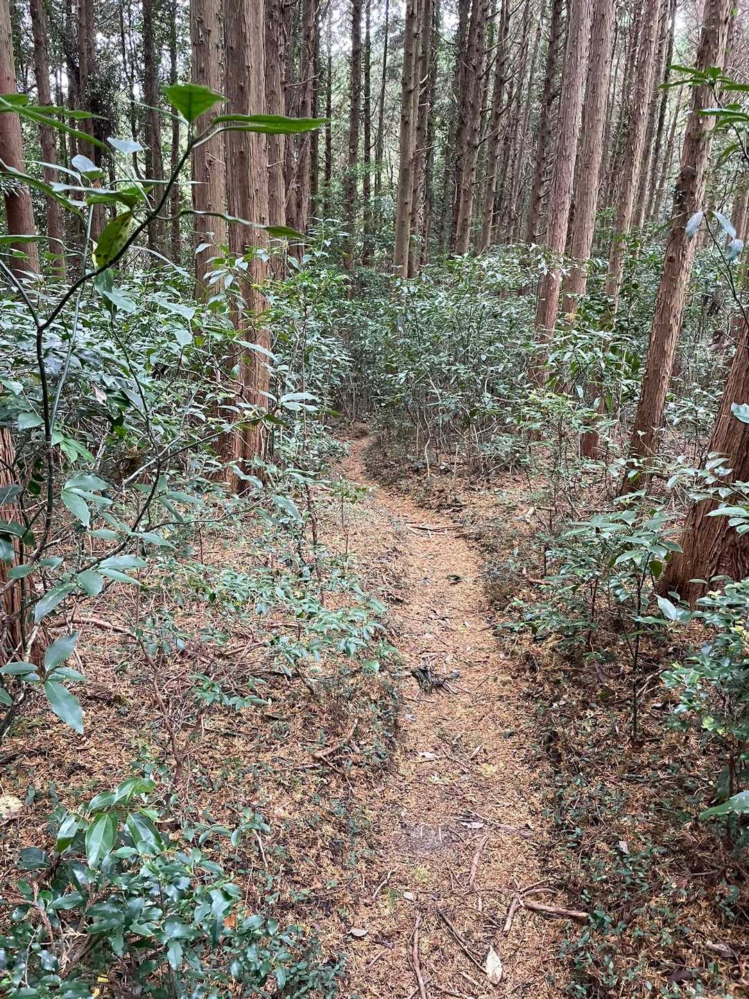 歩きやすい！