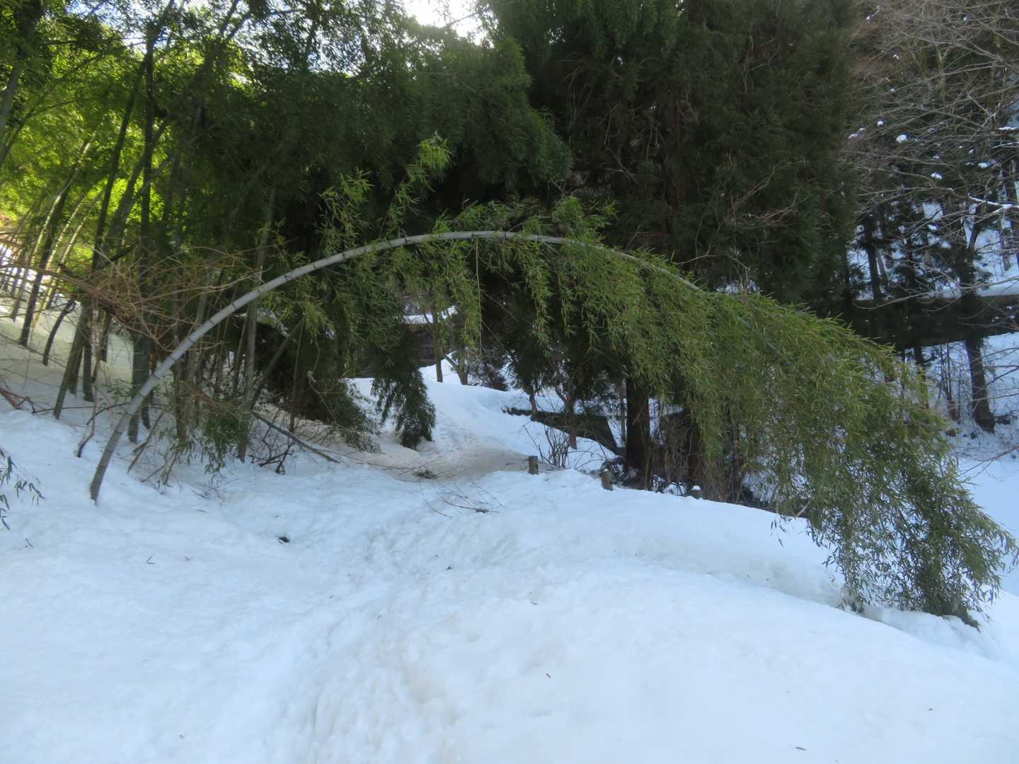 竹のトンネル。しなってます。