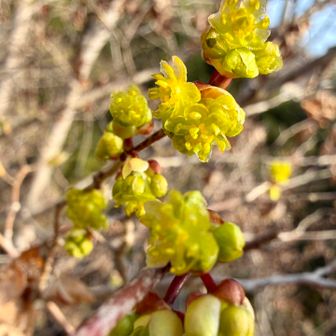 アブラチャン（油瀝青)
      クスノキ科クロモジ属
