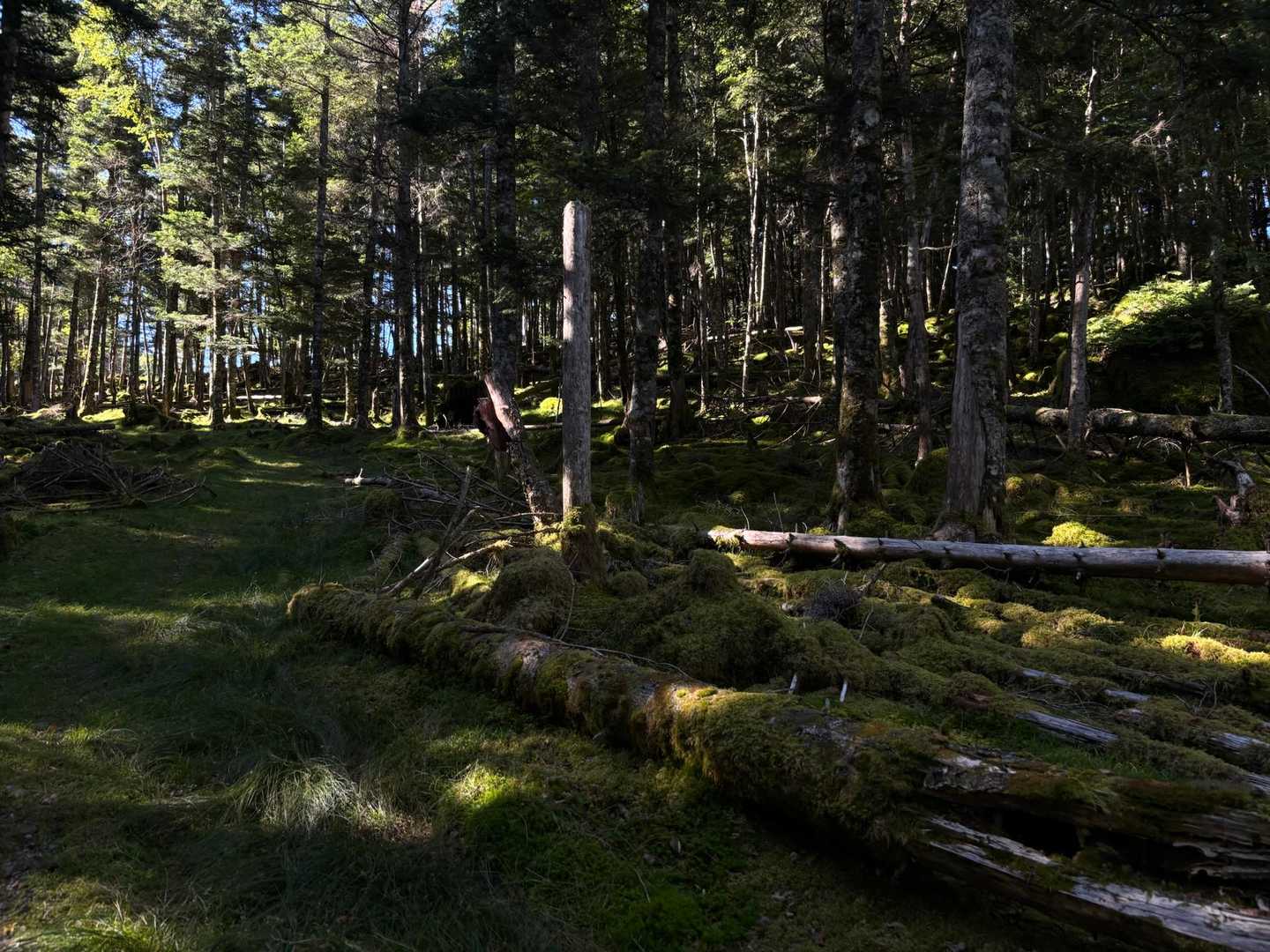 登山道は苔苔の癒しゾーン💚