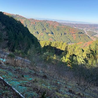 これかな。土留めなのか、土取った跡なのか、人工物が下の方へ向かって段々に並んでる。たまに山肌に見られるアレだった。