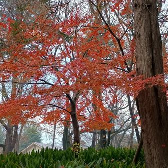 ぎりぎり今年最後かな？ 紅葉。