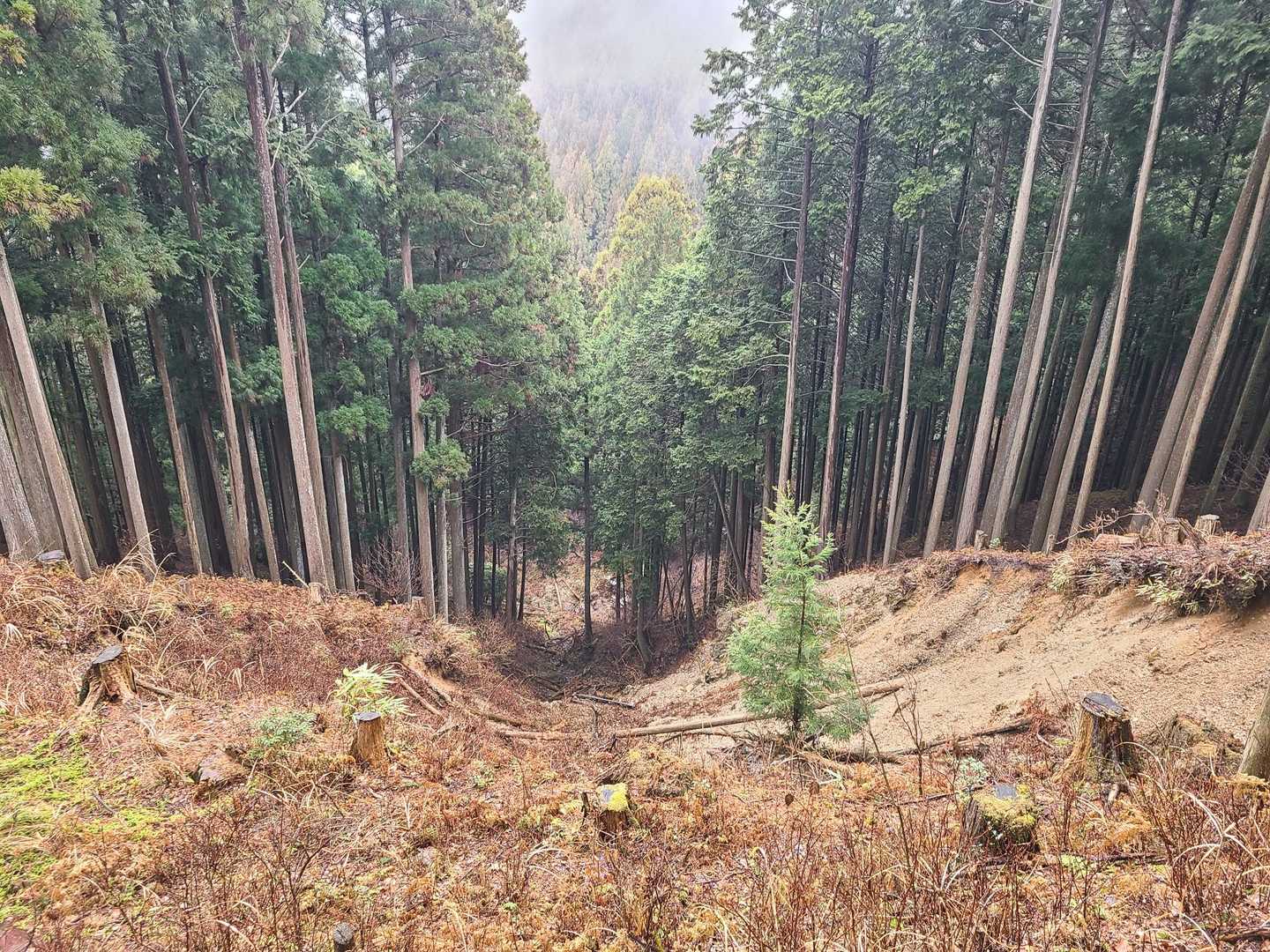 すごい、土砂崩れ～