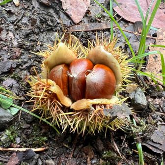 秋ですね🌰
栗も終盤💦