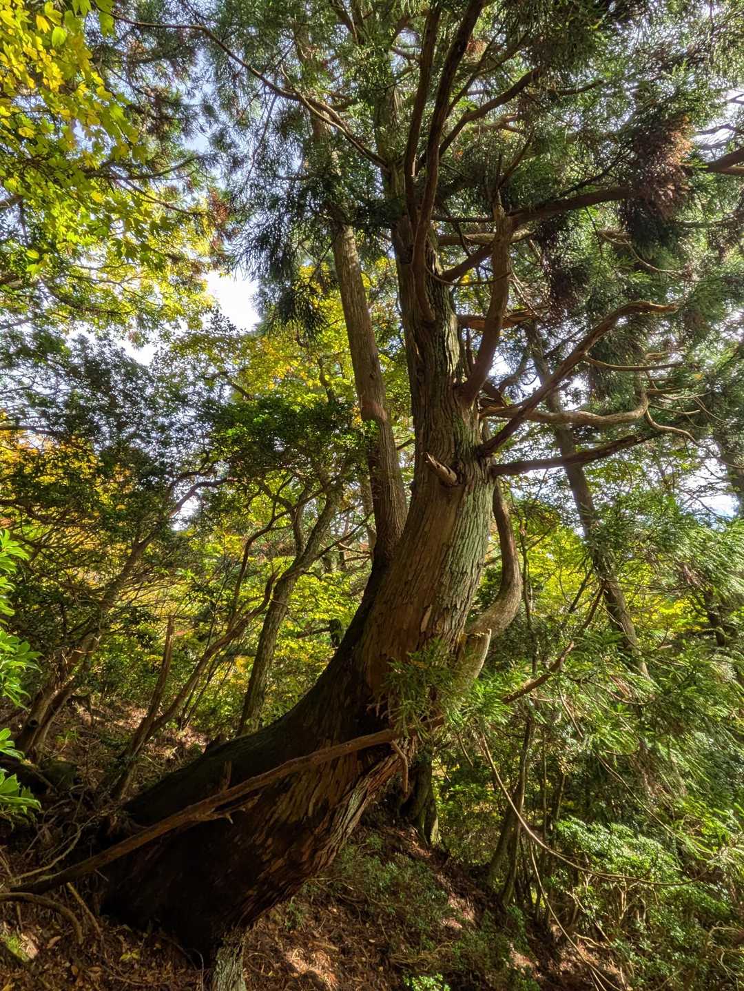 大木杉🌲大き過ぎ…w