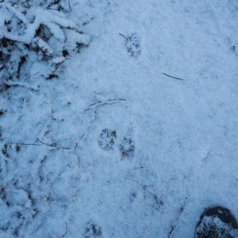 動物の足跡が続いている